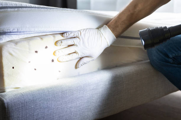 Best Rat Extermination Near Me  in Chula Vista, CA