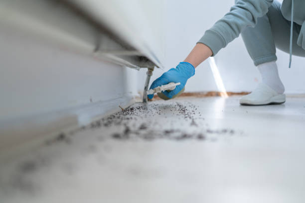 Best Local Pest Control Services  in Chula Vista, CA